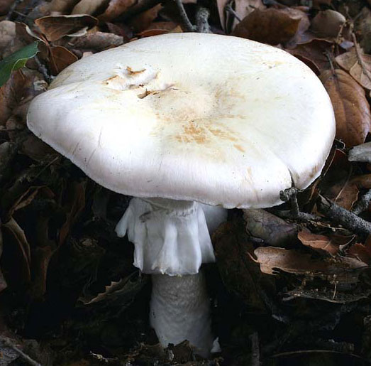 Agaricus silvicola - Fungi species | sokos jishebi | სოკოს ჯიშები